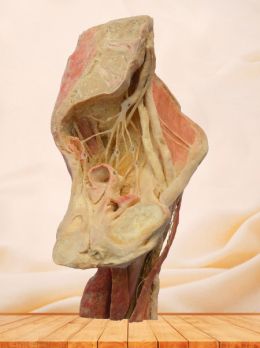 Sagittal section of female pelvis plastination