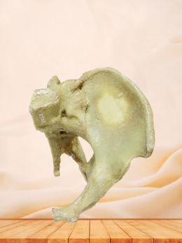Sagittal section of female pelvis plastinated specimen
