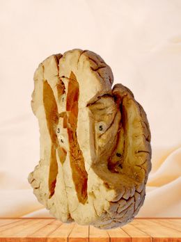 Ventricle and the insula plastinated specimen