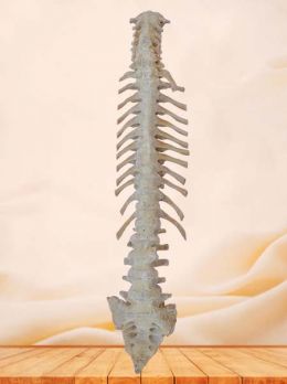 Vertebral column plastinated specimen