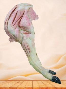 Anterior limb vessels and nerves of pig plastinated specimen
