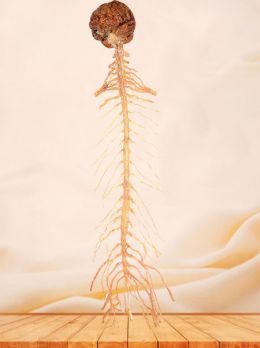 Brain and spinal cord plastinated specimen