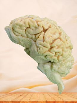 Brain of sheep plastinated specimen
