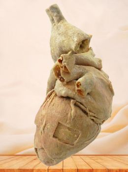 Muscle of heart plastinated specimen