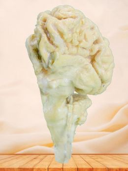 Brain hemisphere of cattle plastinated specimen