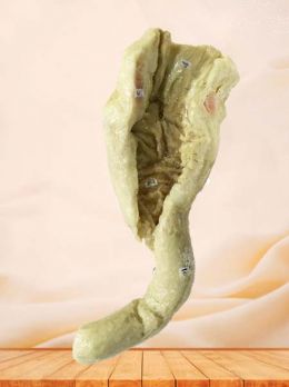 Interior view of rectum plastinated specimen