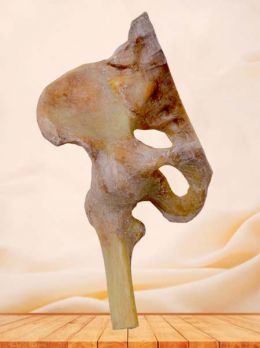 Ligaments of the pelvis plastinated specimen