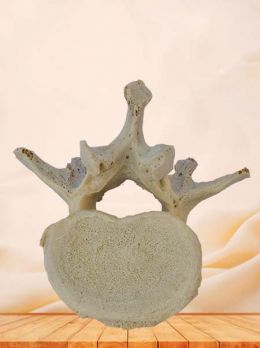 Lumbar vertebra plastinated specimen