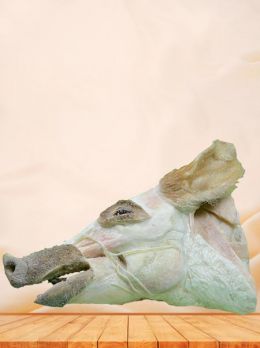 Median sagittal section of pig head plastinated specimen