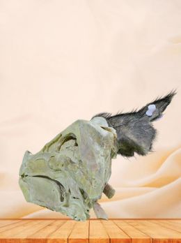 Sagittal section of pig head plastinated specimen