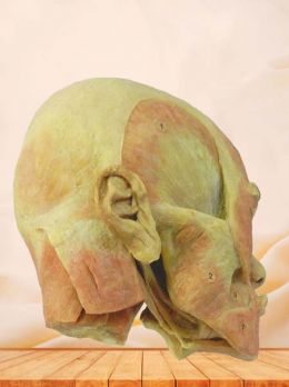 Superficial muscle of masticatory plastinated specimen