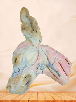 Superficial vein of dog head and neck plastinated specimen