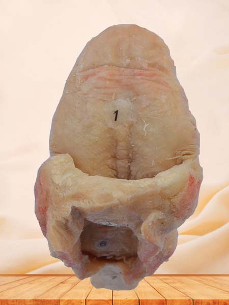 tongue plastinated specimen