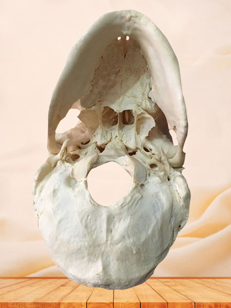 Human natural skull