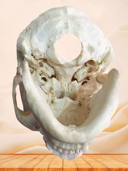 Human real skull