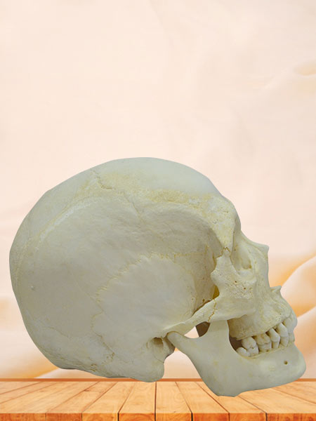 Superior human real skull