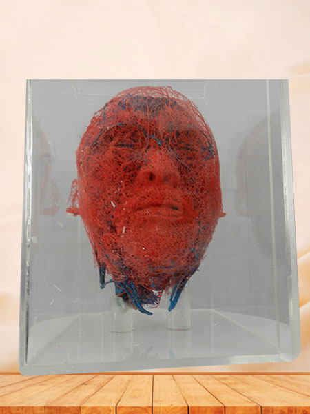 blood vessels of head and neck teaching casting specimen