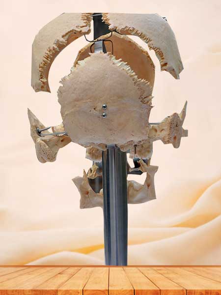Separated human skull plastinated specimen with teeth