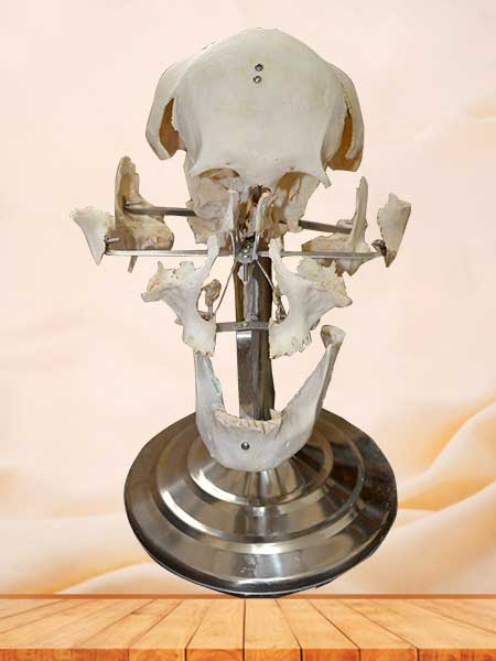 Separated skull plastinated specimen