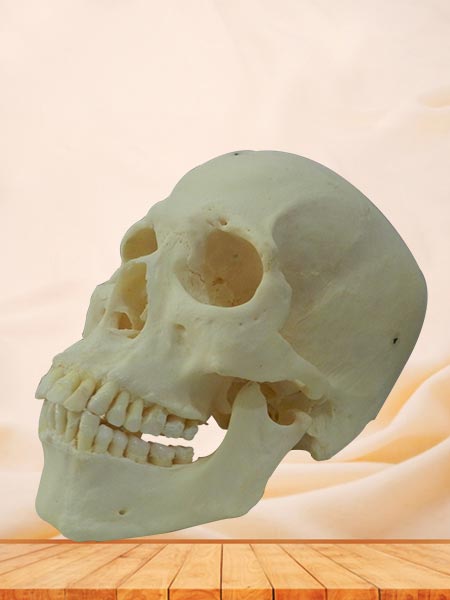 super human skull plastinated  specimen