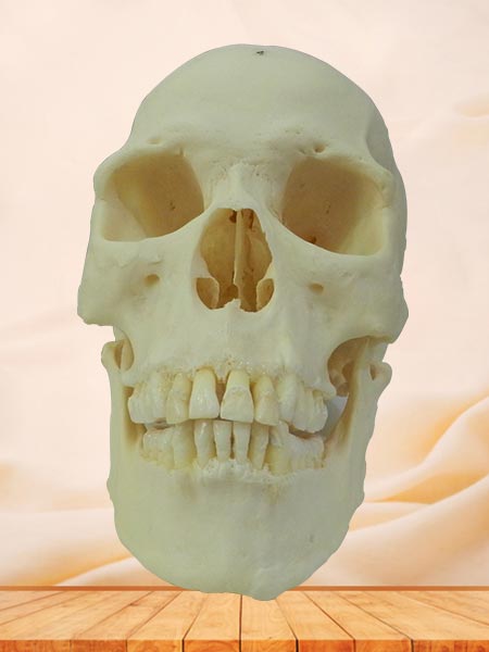 super human skull specimen