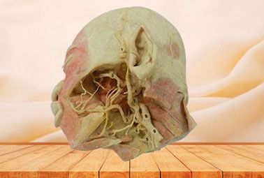 Deep vascular nerve of head and face plastinated specimen