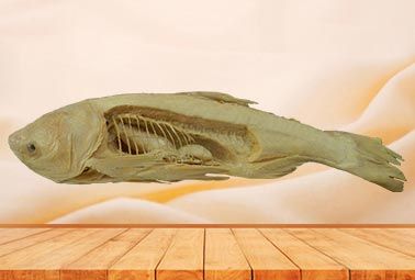 Fresh-water fish carp plastinated specimen