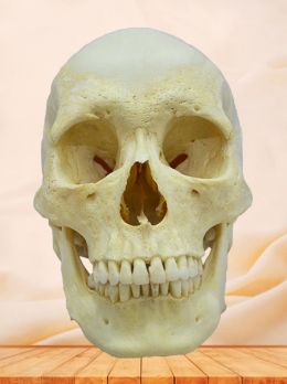 Human real skull specimen