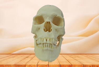 Super human skull plastinated specimen