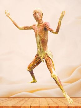 Tai Chi plastinated specimen