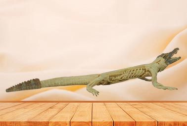 Crocodile plastinated specimen