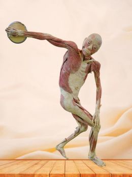 Discus throwing plastinated specimen