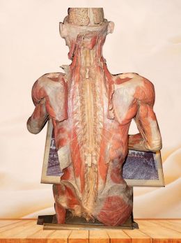 Drawing plastinated specimen