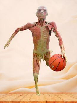 Dribble plastinated specimen