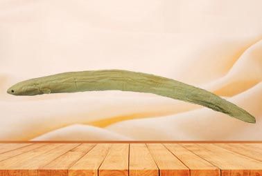 Eel plastinated specimen