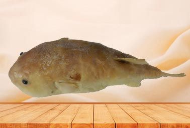 Globefish plastinated specimen