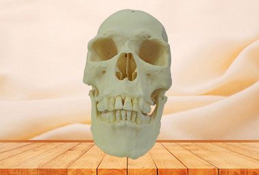 Human skull plastinated specimen