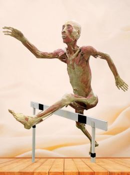 Hurdler plastinated specimen