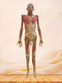 Lymph of whole body plastinated specimen