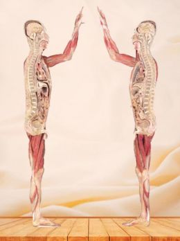 Median sagittal section of whole body plastinated specimen