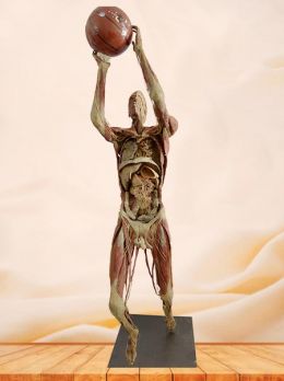 Playing basketball plastinated specimen