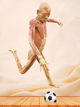 Playing football plastinated specimen