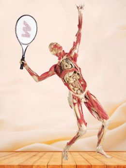 Playing tennis plastinated specimen