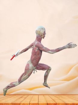 Relay runner plastinated specimen