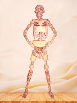 Standing plastinated specimen