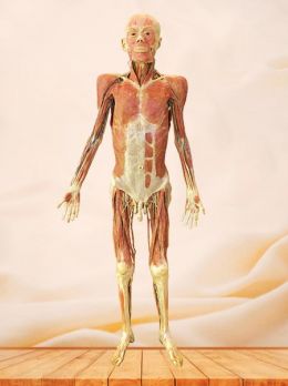 Veins of whole body plastinated specimen