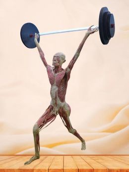 Weight lifter plastinated specimen