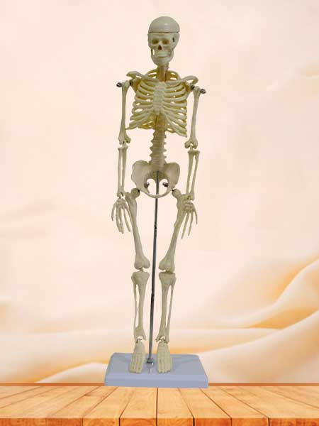 42cm skeleton model