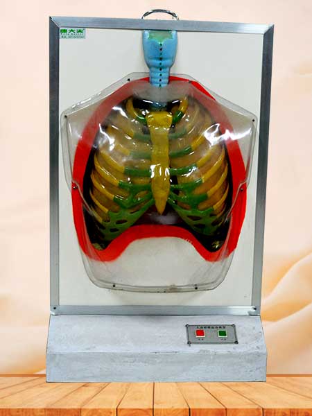 Electric human respiratory system model