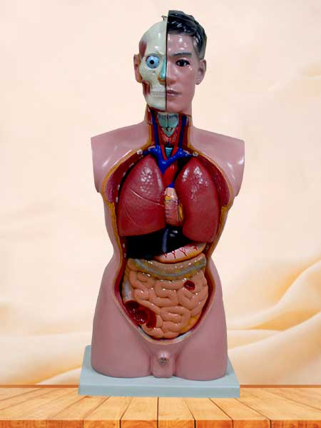 Male torso model